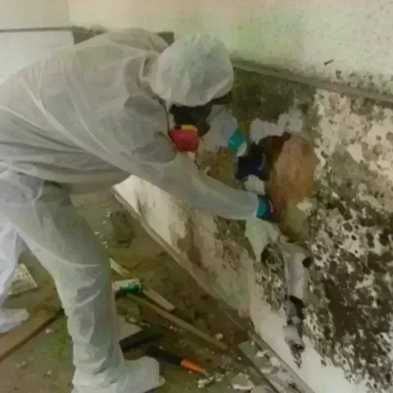 Mold Remediation and Removal in Folsom, NJ